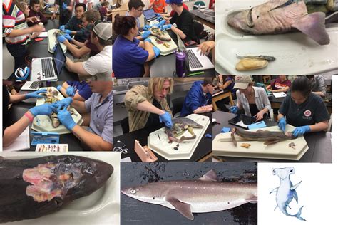 Virginia Tech Ichthyology Class How To Learn Ichthyology And Make It