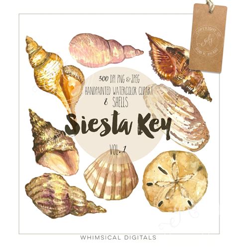 Siesta Key Watercolor Clipart Volume 1 Summer Shells Etsy