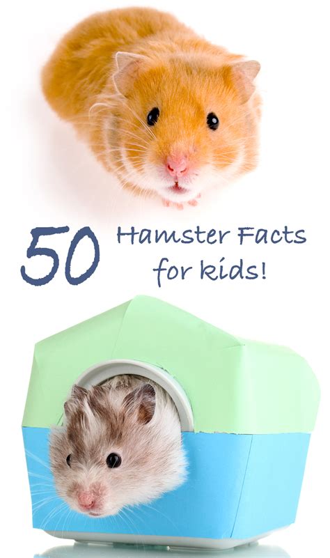 50 Amazing Hamster Facts For Kids Everything You Want To Know