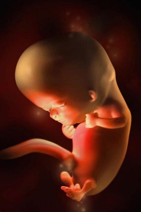 ¿conoce A Un Niño O Una Niña Durante Las 11 Semanas De Embarazo ¿qué Significa Una Ecografía De
