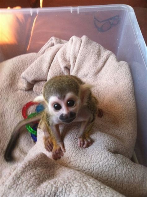 What Is The Best Monkey For A Pet