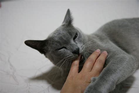 11 Facts You Probably Dont Know About The Burmese Cat 45 Off