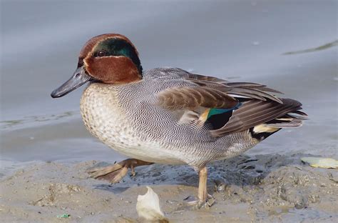 Eurasian Teal Or Common Teal Anas Crecca Photo By Mike Chau