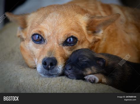 Newborn Puppy Mother Image And Photo Free Trial Bigstock