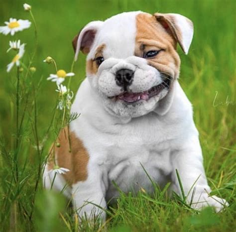 14 Photos Proving That English Bulldog Puppies Are The Cutest Dogs Addict