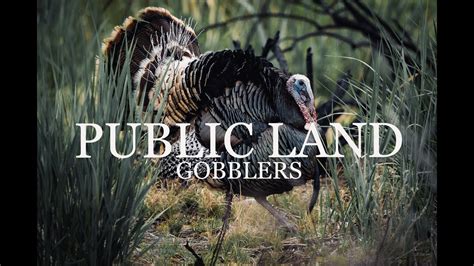 Public Land Gobblers W Ryan Poloway Youtube