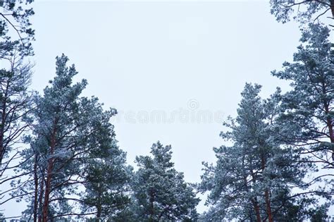 Snow Covered Pine Trees In The Forest Against The Sky Stock Photo