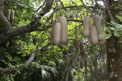 African Sausage Trees In Florida Sorabji At