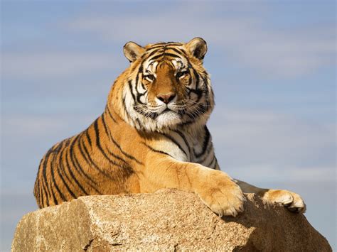 Siberian Tiger Vs Bengal Tiger What Are The Differences Discovery Uk