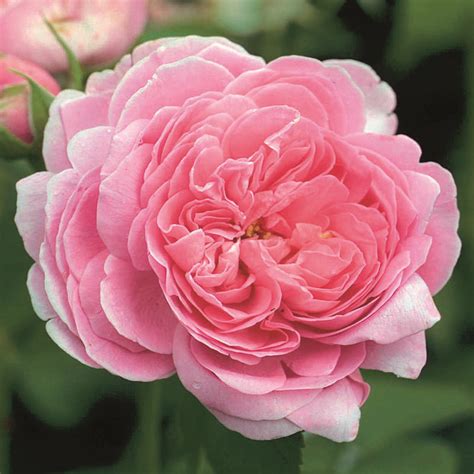 Summer flowering old roses are the true old roses of early european origin. Historische Strauchrose - Rose 'Louise Odier' - rosa