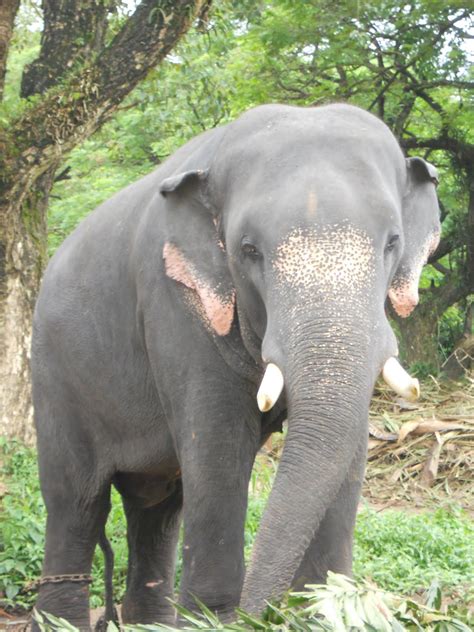 Wallpapers Name Elephants In Kerala