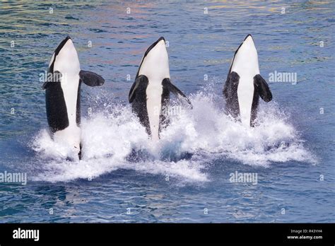 Killer Whales Jumping Out Of Water Stock Photo Alamy