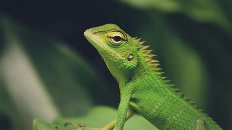 Lizard Green Lizard Reptile Macro Green 4k Hd Wallpaper