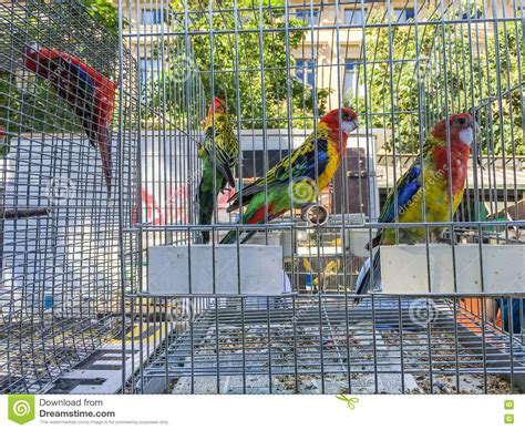 Colorful Caged Parakeets At Bird Market In Paris France Editorial