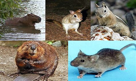 What Are Rodents Worldatlas