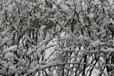 Free Images Tree Branch Cold Black And White Leaf Frost Ice