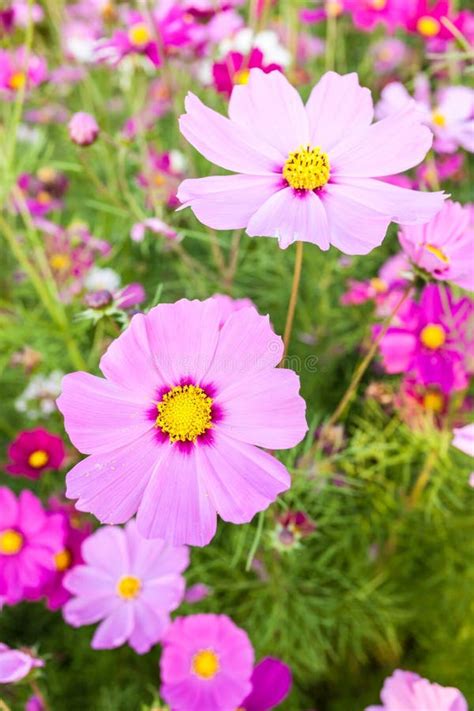 Pink Cosmos Flower Close Up Stock Photo Image Of Garden Cosmos 50739982