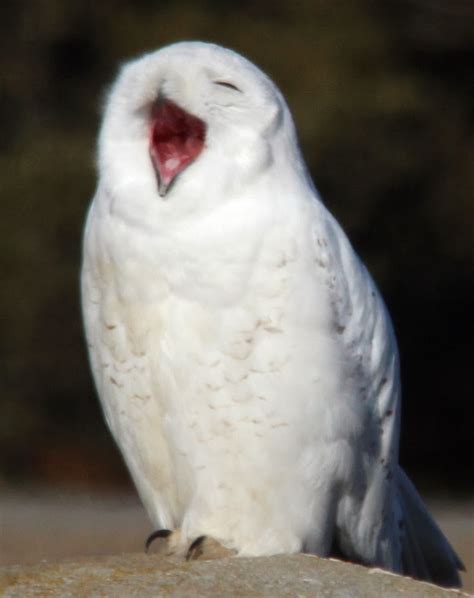 Amazing Animals Pictures Fun And Laughter With The Snowy Owl Bubo