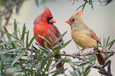 Cardinal Mates Photograph By Bonnie Barry Fine Art America