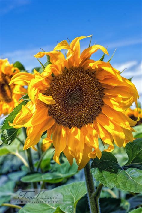 Sunflowers 2017 Tony Lazzari Photography