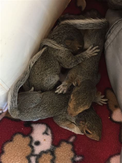 Injured Baby Squirrels Streaming Into Peninsula Care Center Cbs San