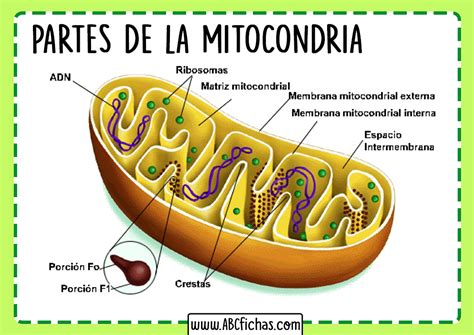 Mitocondria Partes Abc Fichas