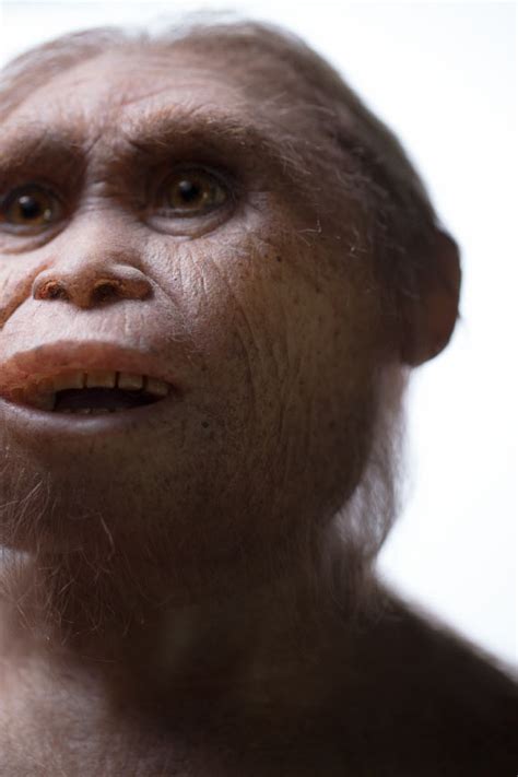 Humans Interbred With Four Extinct Hominin Species Research Finds