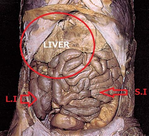 The heart pumps blood around the body. Liver Pain - Liver Location, Causes, Symptoms and Treatment