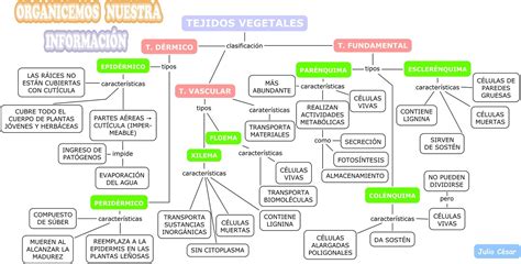 Los Tejidos En Los Vegetales Introducción La Guía De Biología