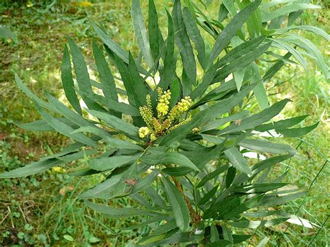 Mahonia Fortunei Lindl Fedde 1902 Berberidaceae Flickr