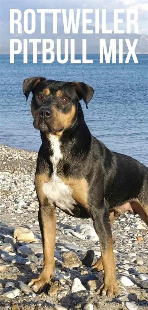 Also known as beaglebulls, this breed is a unique mix between two very opposite, but similar breeds. Rottweiler Pitbull Mix - Perfect Puppy Or Gorgeous Guard Dog? | Rottweiler mix puppies, Pitbull ...