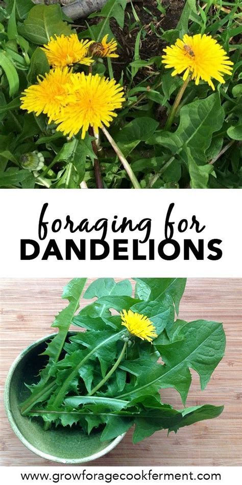 Dandelion Foraging Identification Look Alikes And Uses