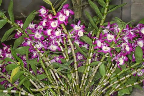 Budidaya Anggrek Dendrobium