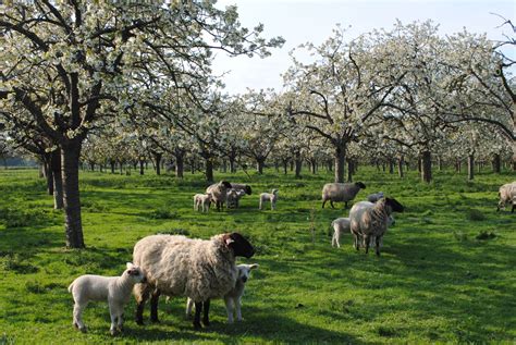 The Trust Kent Orchards For Everyone