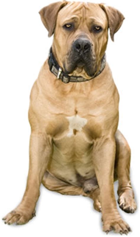 The boerboel dog stands on hind legs reaching its masters smiling face, the front legs are on the mans shoulders. Boerboels for sale by Pedigree Dog Breeders Cape Town ...