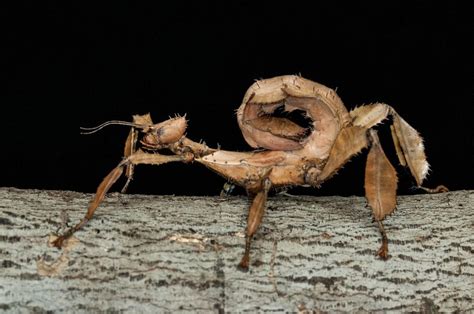How To Best Care For Your Spiny Leaf Stick Insect