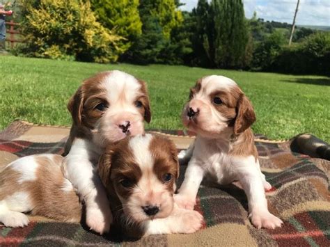Our goal is to raise puppies according to the highest standards, cultivating excellent exterior, behavior, and bloodline. I have Cavalier King Charles Spaniel Puppies for sale ...