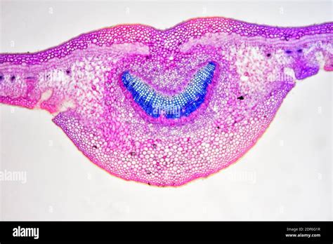 Leaf Cross Section Of Nerium Oleander Showing Epidermis Palisade