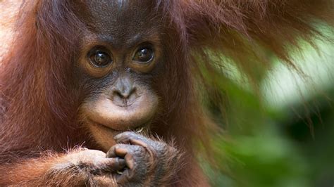 Our Guide To Wildlife In Borneo Jacada Travel