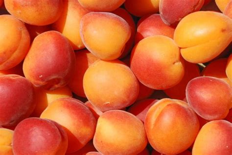 12 Maltese Fruits That You Should Try In Malta Swedish Nomad