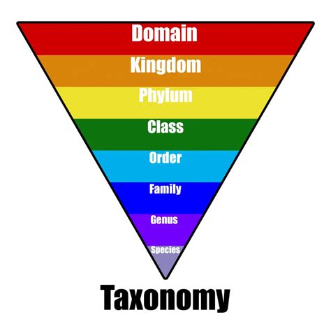 Taxonomy Meaning