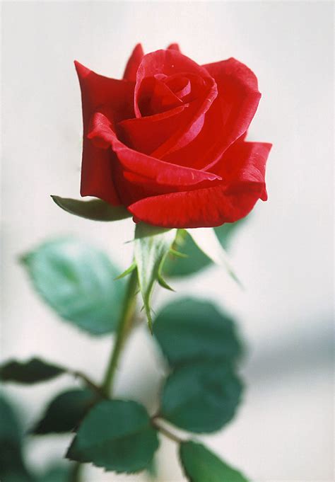 Find the perfect rose picture from over 40,000 of the best rose images. rose - Wiktionary