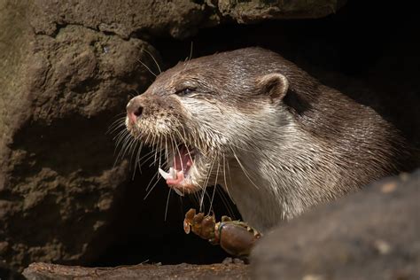 Grumpy Otter Ianwoodhead1 Flickr