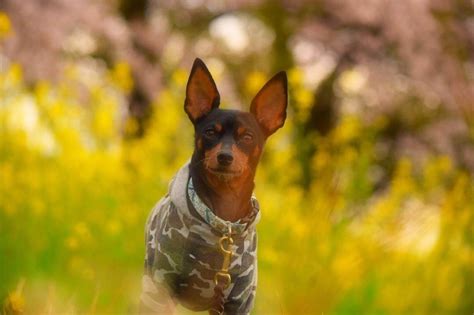 pictures  miniature pinscher owners    funny  dogman
