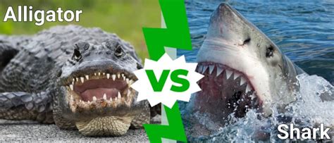 Shark Vs Alligator Who Would Win In A Fight Imp World
