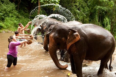 My Thailand Elephant Park Visit The Globe Trotting Canuck