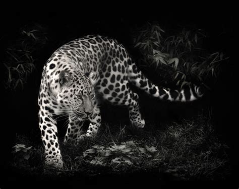 Black Leopard Background 58 Images
