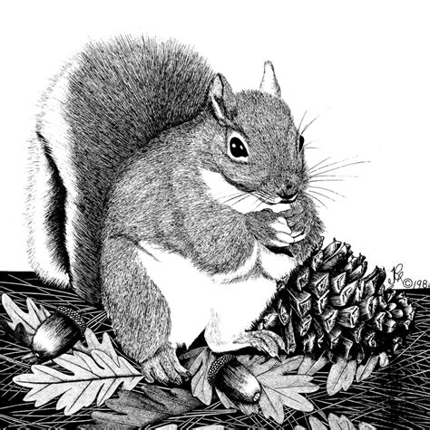 Gray Squirrel Coloring Download Gray Squirrel Coloring For Free 2019