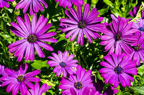 Colored Floral Background Wallpaper Of Purple Daisy Flowers 4455353