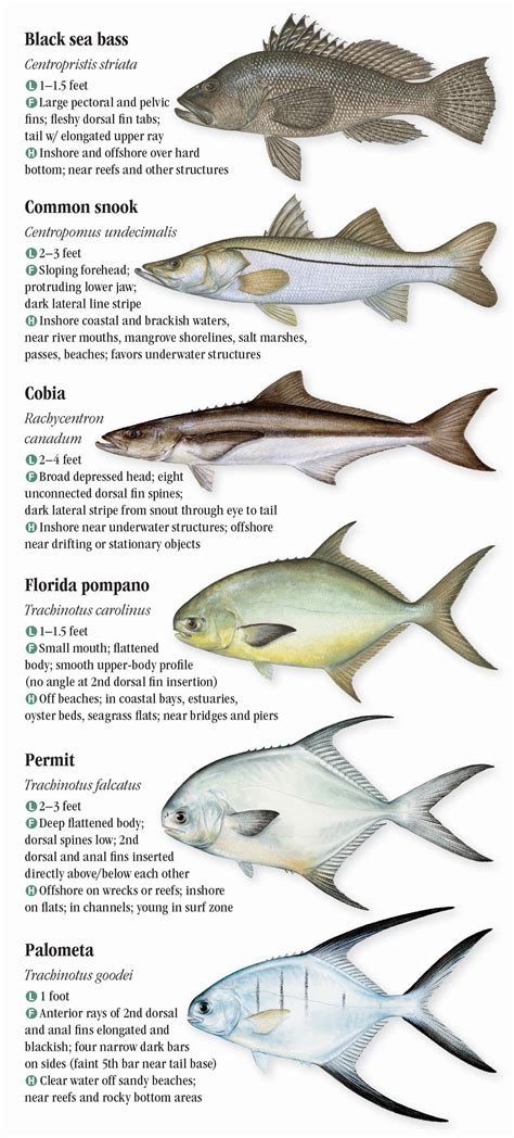 Saltwater Fishes Of Florida Southern Gulf Of Mexico Quick Reference